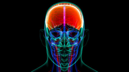 Human Skeleton Skull Parietal Bone Anatomy For Medical Concept 3D Illustrationの写真素材