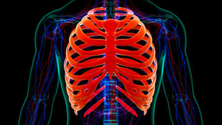 Human skeleton anatomy Rib Cage 3D Rendering For Medical Conceptの写真素材