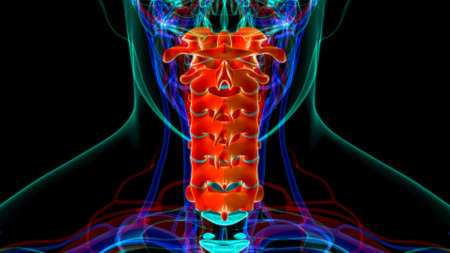 Human Skeleton Vertebral Column Cervical Vertebrae Anatomyの写真素材