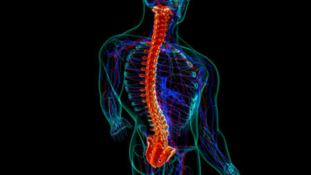 Human Skeleton Vertebral Column Vertebrae Anatomy 3D Illustrationの写真素材
