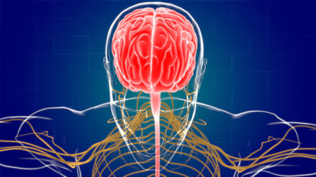 Human Brain Anatomy For Medical Concept 3D Illustration