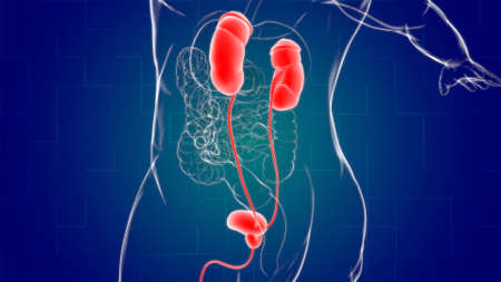 Human Urinary System Kidneys with Bladder Anatomy For Medical Concept 3D Illustrationの写真素材