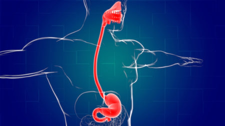 Stomach Anatomy Human Digestive System For Medical Concept 3D Illustration