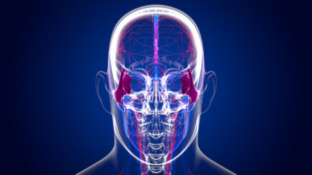 Human Skeleton Skull Zygomatic Bone Anatomy For Medical Concept 3D Illustration