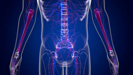 Human skeleton anatomy Ulna Bone 3D Rendering For Medical Conceptの写真素材