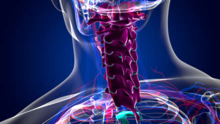 Human Skeleton Vertebral Column Cervical Vertebrae Anatomyの写真素材
