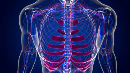 Human skeleton anatomy Costal Cartilage 3D Rendering For Medical Conceptの写真素材