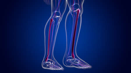 Human skeleton anatomy Fibula Bone 3D Rendering For Medical Conceptの写真素材