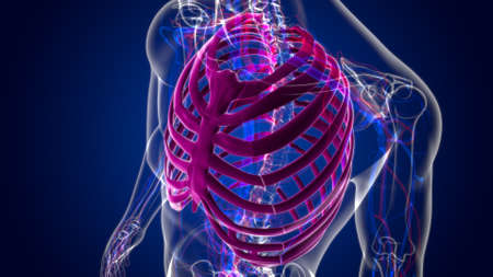 Human skeleton anatomy Rib Cage 3D Rendering For Medical Conceptの写真素材