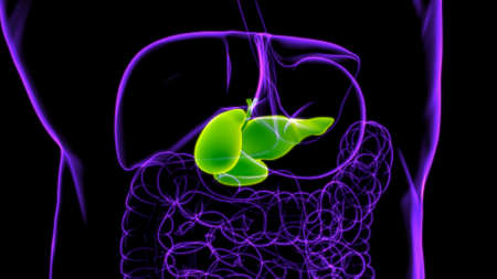 Gall Bladder Human Digestive System Anatomy For Medical Concept 3D Illustrationの写真素材