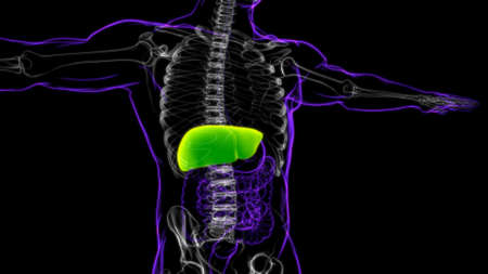 Liver 3D Illustration Human Digestive System Anatomy For Medical Conceptの写真素材