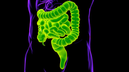 Small and Large Intestine 3D Illustration Human Digestive System Anatomy For Medical Concept