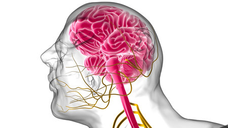 Human Brain Anatomy For Medical Concept 3D Illustration