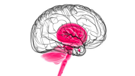 Human Brain inner parts Anatomy For Medical Concept 3D Illustration