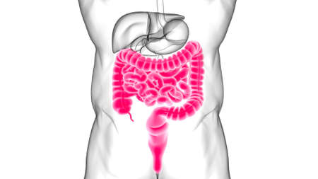 Small and Large Intestine 3D Illustration Human Digestive System Anatomy For Medical Conceptの写真素材