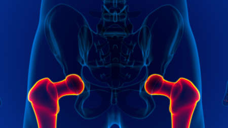 Human skeleton anatomy Femur Bone 3D Rendering For Medical Conceptの写真素材