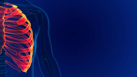 Human skeleton anatomy Rib Cage 3D Rendering For Medical Conceptの写真素材