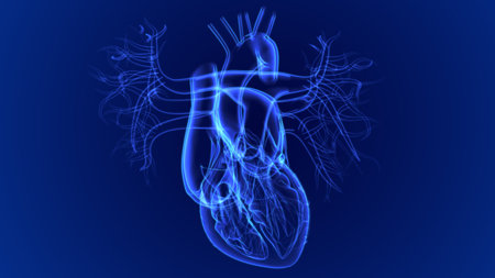 3d Illustration Human Heart Anatomy For Medical Concept