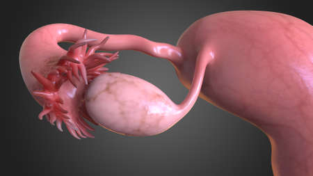 Female reproductive system is made up of the internal and external sex organs that function in reproduction of new offspringの写真素材