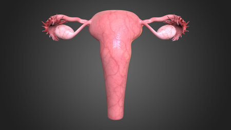 Female reproductive system is made up of the internal and external sex organs that function in...