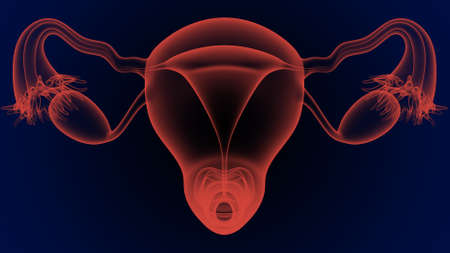 Female reproductive system is made up of the internal and external sex organs that function in reproduction of new offspringの写真素材