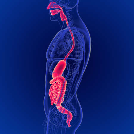 3D Illustration of Human Digestive System Anatomy 3D Rendering For Medical Conceptの写真素材