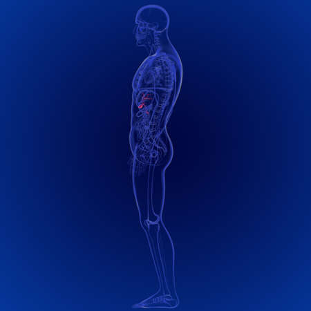3D Illustration of Human Gallbladder Anatomy 3D Rendering For Medical Conceptの写真素材