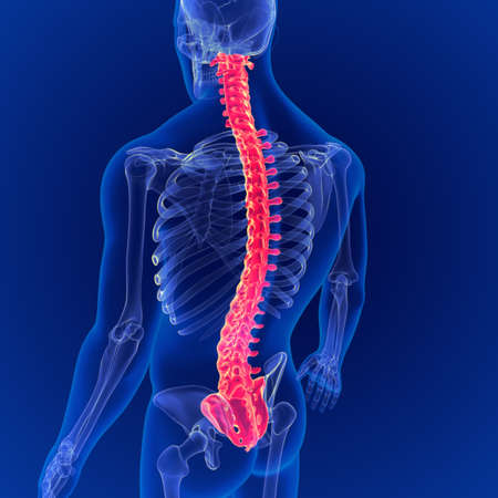 3D Illustration Human Skeleton Vertebral Column Anatomyの写真素材