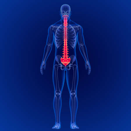 3D Illustration Human Skeleton Vertebral Column Anatomyの写真素材
