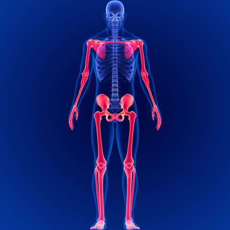 Human Skeleton System Appendicular Skeletal Anatomy 3D Illustrationの写真素材