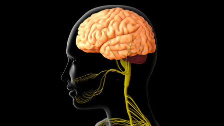 3D Illustration Human Brain Anatomy With Nervous System For Medical Concept