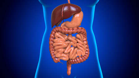 3D Illustration Human Digestive System Anatomy For Medical Conceptの写真素材