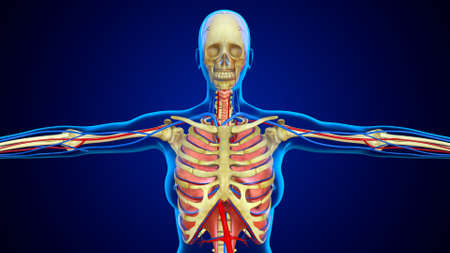 3D Illustration Human Skeleton Rib Cage With Lungs For Medical Conceptの写真素材