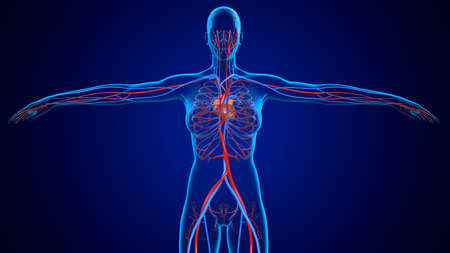 3D Illustration Human Circulatory System Heart For Medical Conceptの写真素材
