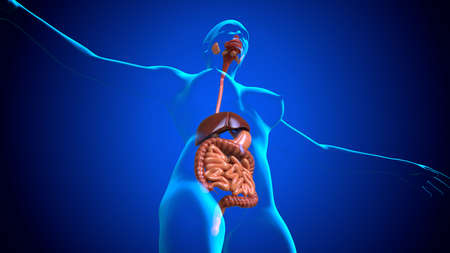 3D Illustration Human Digestive System Anatomy For Medical Conceptの写真素材
