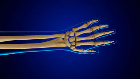 3D Illustration Human Skeleton Anatomy Bones of Handの写真素材