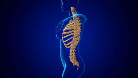 3D Illustration Human Skeleton Vertebral Column Anatomy For Medical Conceptの写真素材