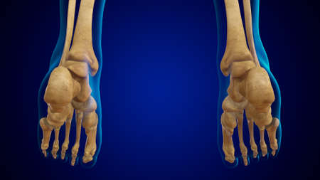 3D_Illustration_Human_Skeleton_Foot_bones_Anatomyの写真素材