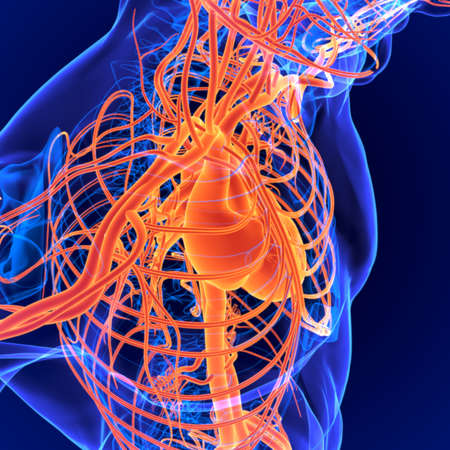 Circulatory system is a network consisting of blood, blood vessels, and the heart.の写真素材