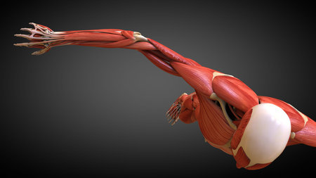 Muscular system is responsible for the movement of the human body