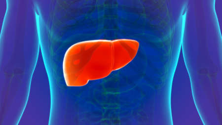 3D Illustration Human Digestive System Anatomy (Liver) For Medical Conceptの写真素材