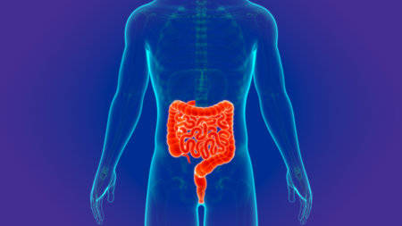 3D Illustration Human Digestive System Anatomy (Small and large Intestine) For Medical Concept