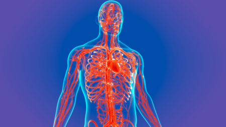 3D Illustration Human Heart With Circulatory System Anatomy For Medical Concept