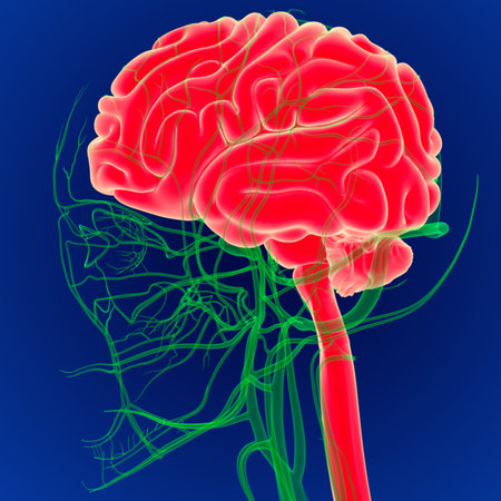3D Illustration Human Brain with Circulatory System Anatomy. (3D Brain)