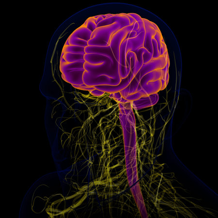 3D Illustration Human Brain With Nervous System Anatomy For Medical Concept