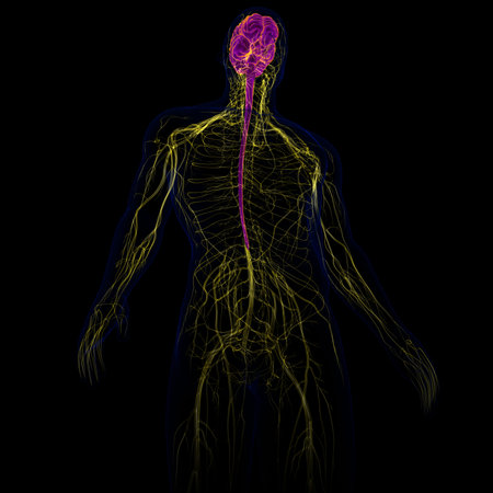 3D Illustration Human Brain With Nervous System Anatomy For Medical Concept