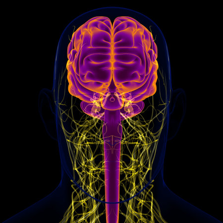 3D Illustration Human Brain With Nervous System Anatomy For Medical Concept