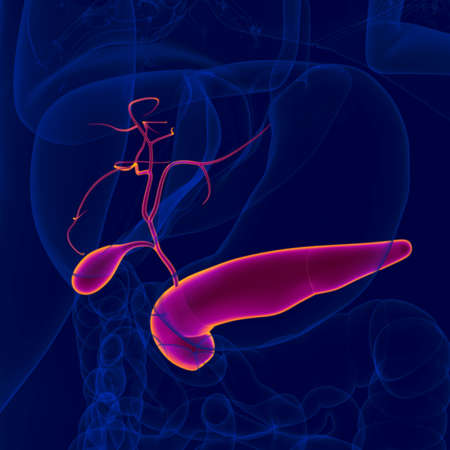 3D Illustration Human Gallbladder With Pancreas Anatomy For Medical Conceptの写真素材