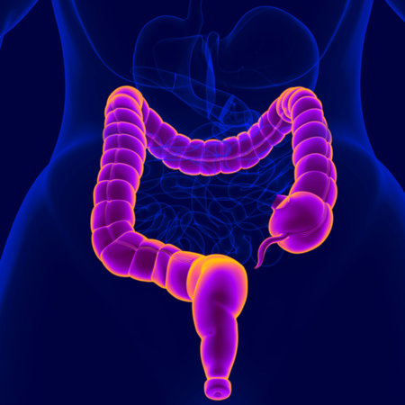 3D Illustration Human Digestive System Anatomy (Large Intestine) For Medical Concept