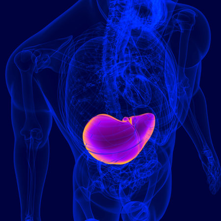3D Illustration Human Digestive System Anatomy (Liver) For Medical Concept